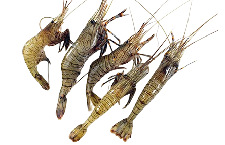 國(guó)內(nèi)大型對(duì)蝦養(yǎng)殖基地