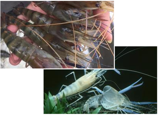 江蘇鼎和水產(chǎn)科技發(fā)展有限公司