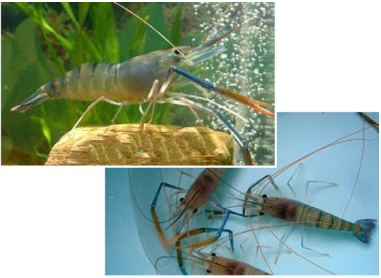 江蘇鼎和水產(chǎn)科技發(fā)展有限公司