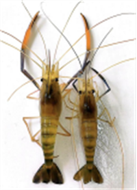 公司簡介及蘇滬1號介紹-修正版488