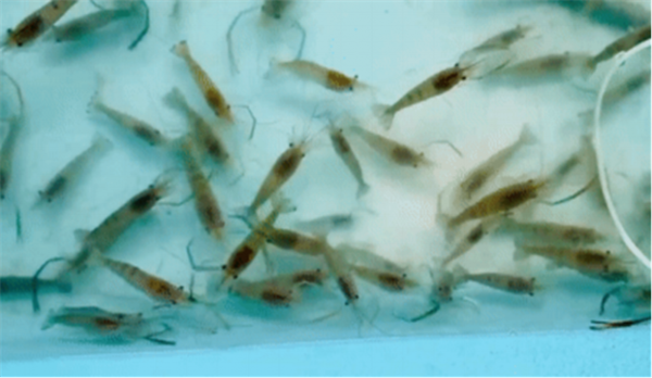 公司簡介及蘇滬1號介紹-修正版1245